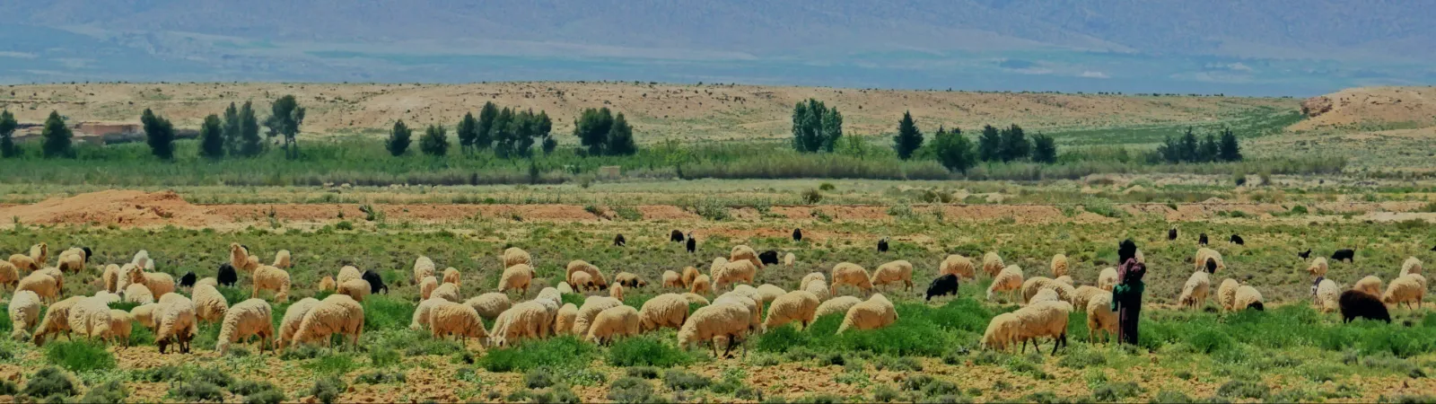 Berber Trails and Desert Tides: A Moroccan Odyssey - 7 Days